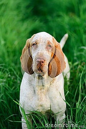 Beautiful Bracco Italiano standing in high green grass Stock Photo