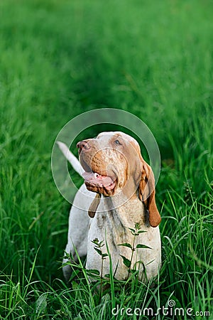 Beautiful Bracco Italiano standing in high green grass Stock Photo