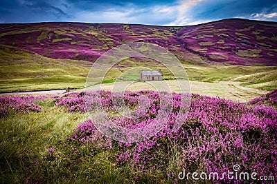 Beautiful Braemar Mountain with deep purple highland heather bushes in contrast to the green grass, featuring an old vintage house Stock Photo