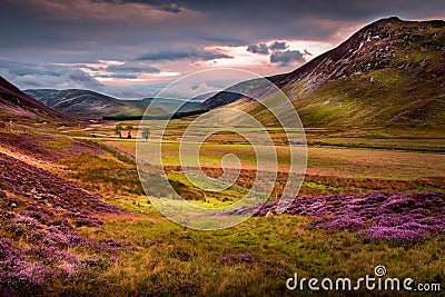 Beautiful Braemar Mountain Sunset with purple highland Heather, grass and trees Stock Photo