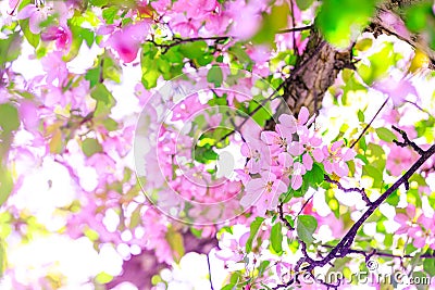 Beautiful branch of apple blossoms in amazing sunny day. Beautiful pink flowers as background for easter hollyday. Pink cherry Stock Photo