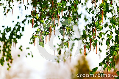 A branch of birch with earrings. Background Stock Photo