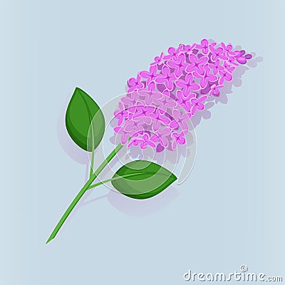 The beautiful branch of blooming lilacs on blue background, eps 10. Contains transparent objects. Stock Photo