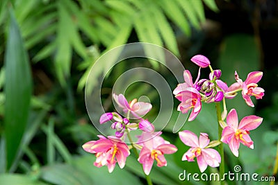 Beautiful branch blooming orchid flower in greenhouse garden Stock Photo