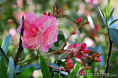 Beautiful branch of blossoms oleandr. Stock Photo