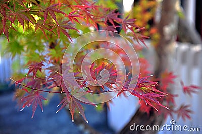 Beautiful branch with bright red maple leaves in a japanese park Stock Photo