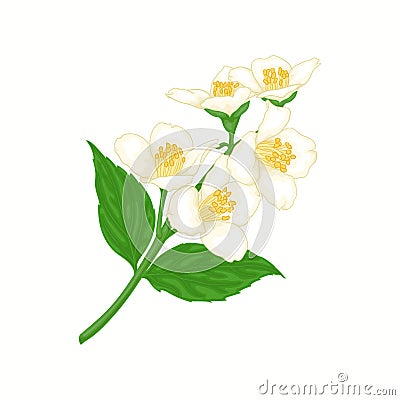 Beautiful branch flower jasmine cartoon watercolour style isolated on white background. Hand-draw branch flowers. Design element Vector Illustration