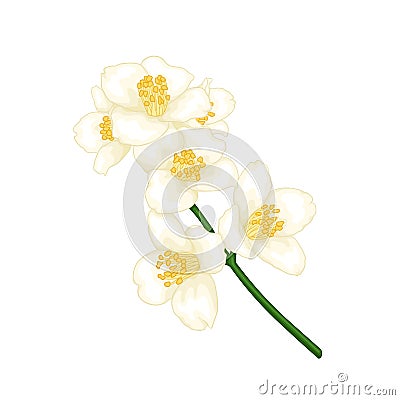 Beautiful branch flower jasmine cartoon watercolour style isolated on white background. Hand-draw branch flowers. Design element Vector Illustration