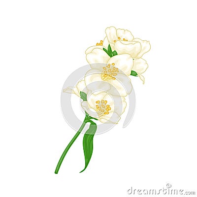 Beautiful branch flower jasmine cartoon watercolour style isolated on white background. Hand-draw branch flowers. Design element Vector Illustration