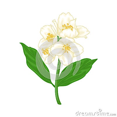 Beautiful branch flower jasmine cartoon watercolour style isolated on white background. Hand-draw branch flowers. Design element Vector Illustration