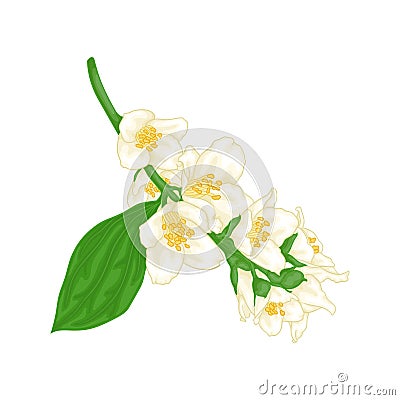 Beautiful branch flower jasmine cartoon watercolour style isolated on white background. Hand-draw branch flowers. Design element Vector Illustration