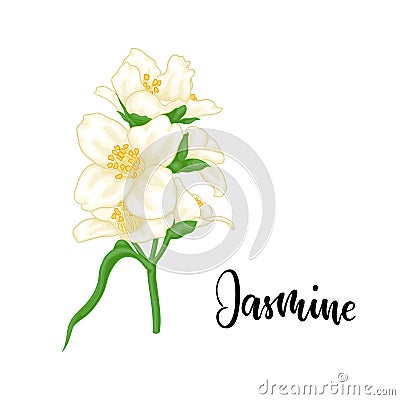 Beautiful branch flower jasmine cartoon watercolour style isolated on white background with word jasmine. Hand-draw branch flowers Vector Illustration