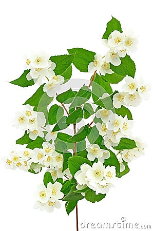 Beautiful branch of jasmine Stock Photo