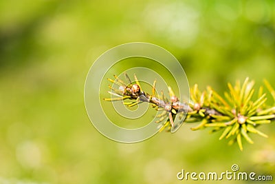 Beautiful branch needles in the garden Stock Photo