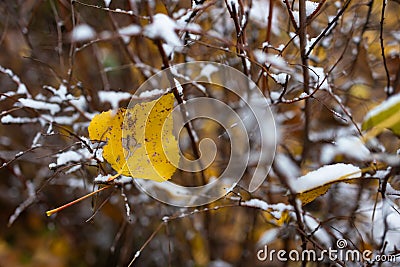 A beautiful branch with orange and yellow leaves in late autumn or early winter under snow. First snow in park. Stock Photo