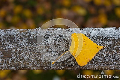 A beautiful branch with yellow leaves in late autumn or early winter under snow. First snow in park. Stock Photo