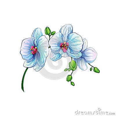 Beautiful branch with orchid flowers on a white background. Tropical plants from the Hawaiian Islands. Vector Illustration