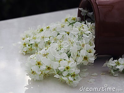 Beautiful branch with white flowers on a white light table. Stock Photo