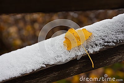 A beautiful branch with yellow leaves in late autumn or early winter under snow. First snow in park. Stock Photo