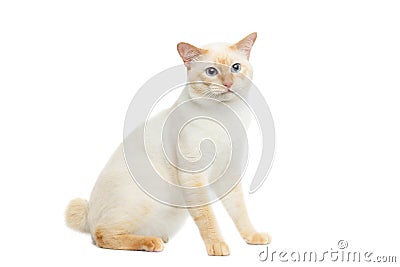 Beautiful breed Mekong Bobtail Cat Isolated White Background Stock Photo