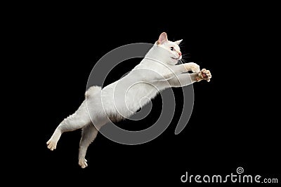 Beautiful breed without Tail Mekong Bobtail Cat Isolated Black Background Stock Photo