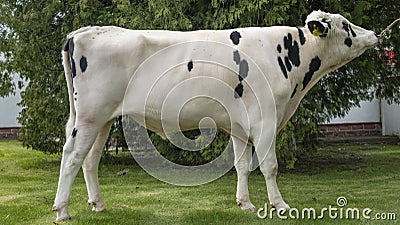 Beautiful breeding bull in the farm corral. The bull-producer in the rack for the catalog. Animal concept. Stock Photo