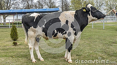 Beautiful breeding bull in the farm corral. The bull-producer in the rack for the catalog. Animal concept Stock Photo