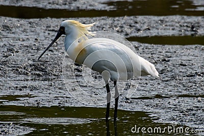 The beautiful breeding feathers of the black-faced spoonbill flutter in the wind! Stock Photo