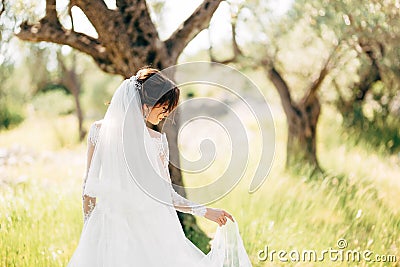 beautiful bride in tender wedding dress with long bridal veil in the olive grove Stock Photo