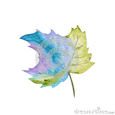 Autumn maple leaf isolated on a white background. Bright green, purple, blue Watercolor autumn leaf hand drawn Cartoon Illustration