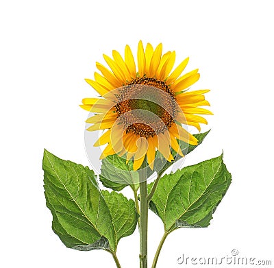 Beautiful bright blooming sunflower isolated Stock Photo