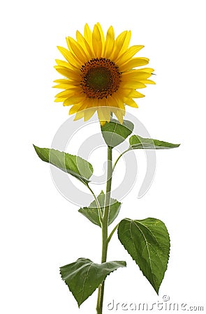 Beautiful bright blooming sunflower isolated Stock Photo