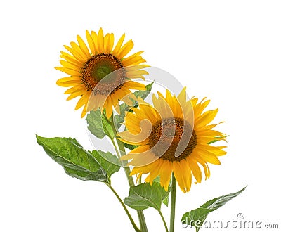 Beautiful bright blooming sunflowers on white background Stock Photo