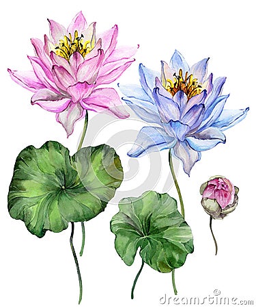 Beautiful bright blue and purple lotus flowers. Floral set flower on stem, bud and leaves. Isolated on white background. Cartoon Illustration