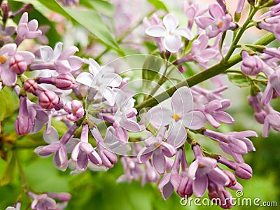 Beautiful bright branch of purple lilac and bright juicy green foliage. Beginning of flowering in early spring Stock Photo