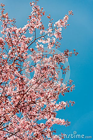 Beautiful and bright cherry blossom sakura and blue sky. Stock Photo
