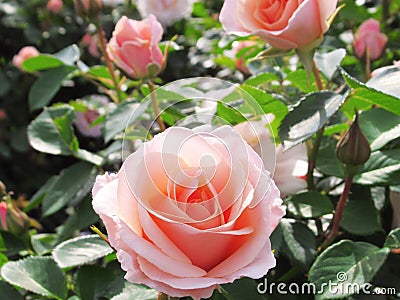 Beautiful Bright Closeup Peach Floridbunda Rose Blooming In Summer Stock Photo