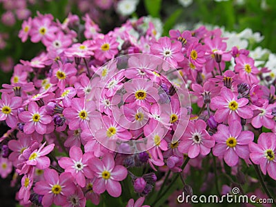 Beautiful Bright Closeup Pink Forget-Me-Not Flowers Blooming in Spring Stock Photo