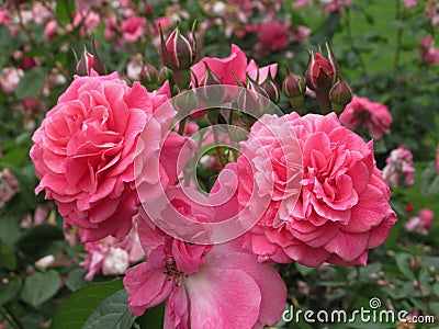 Beautiful bright Closeup Pink Roses Blooming In Summer 2021 Stock Photo