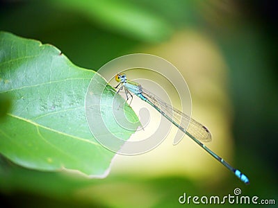 Beautiful bright Dragonfly Stock Photo