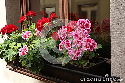 Beautiful bright geranium blooms Stock Photo