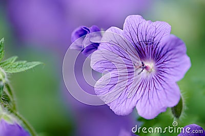 Beautiful and bright Geranium flower growing in a backyard garden on a spring day. Closeup detail of a vibrant purple Stock Photo