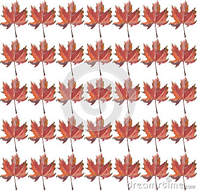 Beautiful bright graphic artistic autumn light brown sienna maple leaves pattern Cartoon Illustration