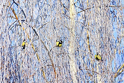 Three beautiful bright little birds of a tit sit on birch branches covered with fluffy white frost in a winter park Stock Photo