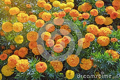 Beautiful bright Marigold flowers Tagetes in garden Stock Photo