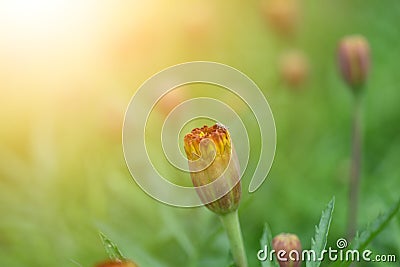 Beautiful bright marigolds flower on nature Stock Photo