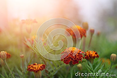 Beautiful bright marigolds flower on nature Stock Photo