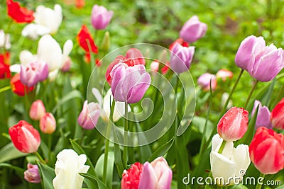 Beautiful bright multicoloured tulips in flowerbed in park or garden after rain. Rain droplets glisten on flowers. Cute wallpaper Stock Photo