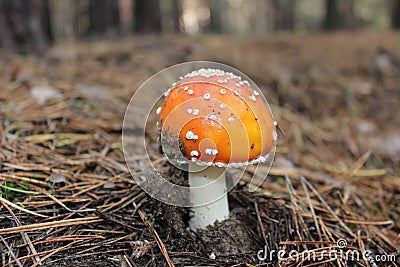 Beautiful bright mushroom fly agaric, which should not be eaten Stock Photo