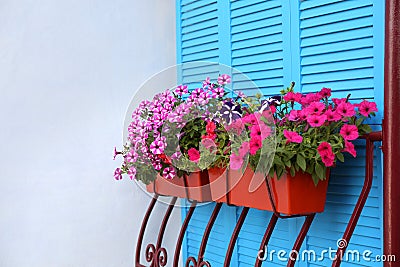 Beautiful bright petunia flowers in pots Stock Photo